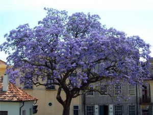 Paulownia puszysta (Paulownia tomentosa) c2 30-40 cm