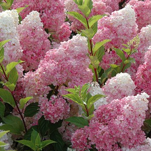 Hortensja bukietowa na pniu (Hydrangea) Vanille Fraise c2 60-80cm