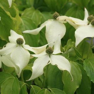 Dereń kousa (Cornus kousa) Nicole c5 60-80cm