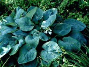 funkia - Hosta Ryan's Big One