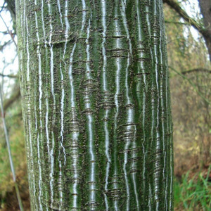 Klon zielonokory (Acer tegmentosum) c2-c3 100cm