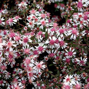 Aster bocznolistny (Aster lateriflorus) Lady in Black sadzonka