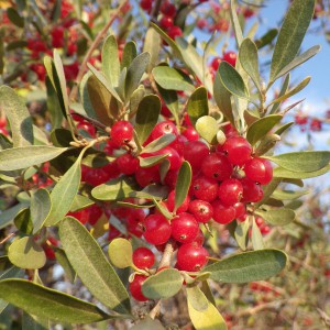 Szeferdia srebrzysta (Shepherdia argentea) c2 70-90cm