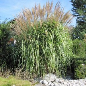 Miskant chiński olbrzymi (Miscanthus sinensis) Giganteus c5