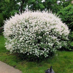 Wierzba (Salix integra) Hakuro Nishiki c2 40-50cm