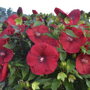 Hibiskus bylinowy (Hibiscus) Vintage Wine p12
