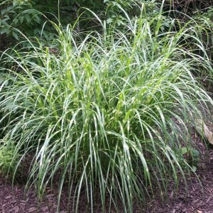 Miskant chiński (Miscanthus chinensis) Little Zebra c2