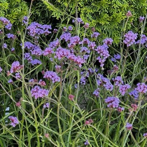 Werbena patagońska Lollipop (Verbena bon.) sadzonka