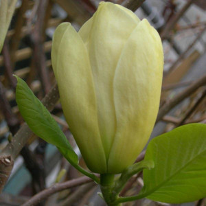 Magnolia Elizabeth - żółty rarytas c3 150-180 cm