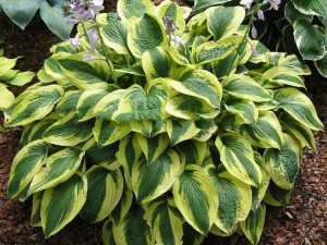 Funkia (Hosta) Brim Cup sadzonka