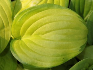 Funkia (Hosta) Stained Glass sadzonka