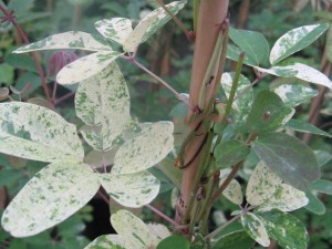 Akebia pięciolistkowa (Akebia quinata) Variegata c2 80-100cm