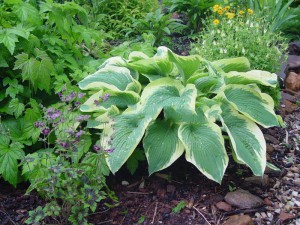 funkia - (Hosta) Northern Halo