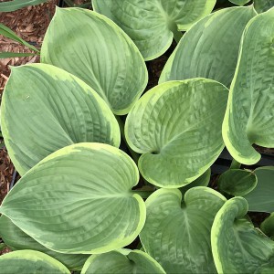 Funkia (Hosta) His Honor sadzonka c1
