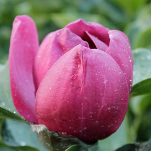 Magnolia (Magnolia) Black Tulip rewelacyjna c3 50cm