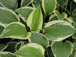 Funkia (Hosta) Independence sadzonka