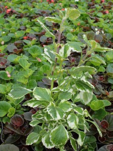 Komarzyca, Plektrantus koleusowaty (Plectranthus coleoides) na komary sadzonka 20-30cm!