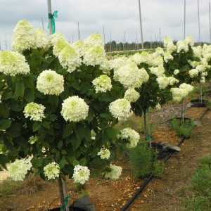 Hortensja bukietowa na pniu (Hydrangea) Candle c3 70-100cm