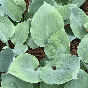 Funkia (Hosta) Blue Hawaii sadzonka