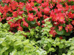 Begonia stale kwitnąca (Begonia semperflorens) zestaw 6 sztuk