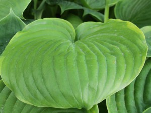 funkia - Hosta Lady Isobell Barnet