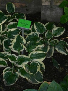 Funkia (Hosta) Minuteman sadzonka