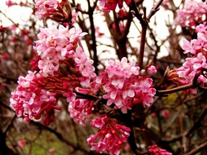Kalina bodnanteńska Dawn (Viburnum bodnanense) c2 50 cm