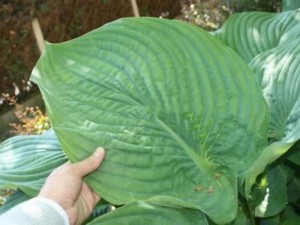 Funkia (Hosta) Empress Wu c2