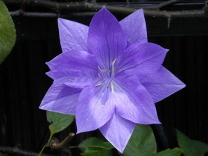rozwar wielkokwiatowy - Platycodon Codo Double Blue