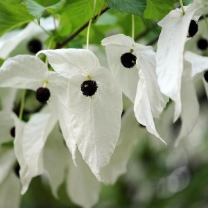 Dawidia chińska (Davidia involucrata) c3 50-60cm