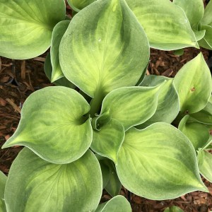 Funkia (Hosta) Sunset Grooves sadzonka