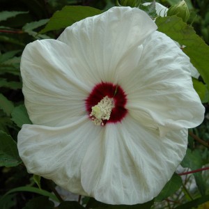 Hibiskus bylinowy (Hibiscus) Old Yella sadzonka