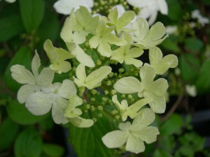 Kalina japońska Summer Snowflake pagodowa (Viburnum plicatum) c2 150 cm