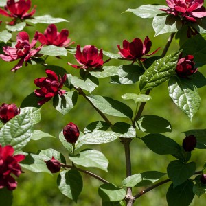 Kielichowiec Raulstona (Calycanthus raulstoni) Hartlage Wine c2 80cm