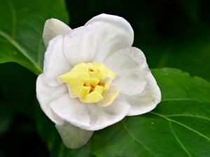 Kielichowiec chiński (Sinocalycanthus chinensis) c3 50-70cm