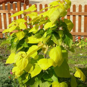 Katalpa, surmia (Catalpa bignonioides) Aurea c4 w formie krzewu