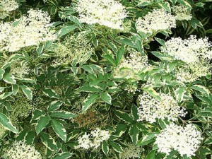 bez czarny - Sambucus nigra Marginata