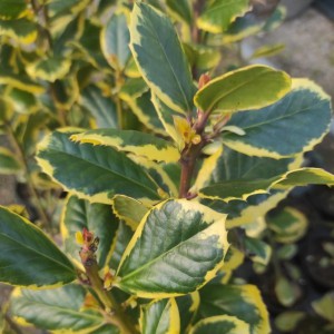 Ostrokrzew Golden King (Ilex altaclerensis) c2 80-90 cm
