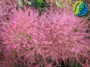 Perukowiec (Cotinus cogg.) Smokey Joe c1 25-35cm