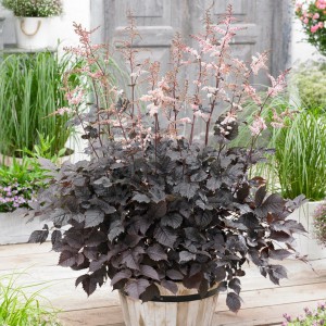 Tawułka pojedynczolistna (Astilbe simplicifolia) Chocolate Shogun p11