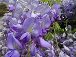 Glicynia - Wisteria Multijuga syn. Macrobotrys sadz. 70-80cm