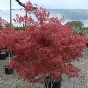 Klon palmowy szczepiony (Acer palm.) Atrolineare c3 60-70cm