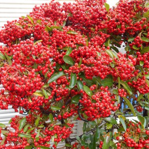 Ognik szkarłatny (Pyracantha coccinea) Red Column c2 40cm
