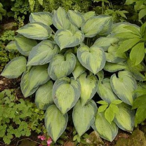 Funkia (Hosta) Paradise Joyce sadzonka
