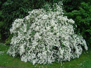 obiela mieszańcowa - Exochorda macrantha - odmiana The Bridge