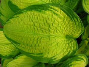 Funkia (Hosta) Inniswood sadzonka