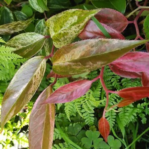Kiścień Scarletta (Leucothoe fontanesiana) Zeblid c2