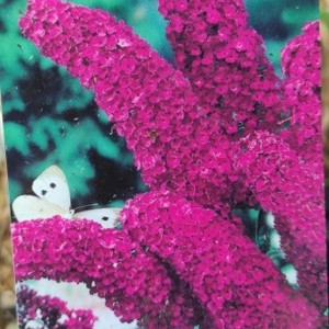 Budleja Dawida (Buddleja davidii) African Queen 40-50cm