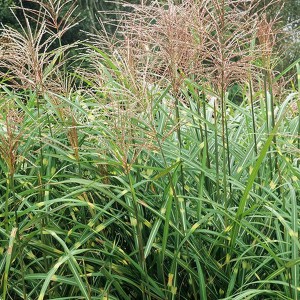 Miskant chiński (Miscanthus sinensis) Punktchen c1