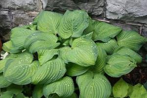 Funkia (Hosta) Guacamole sadzonka p11
